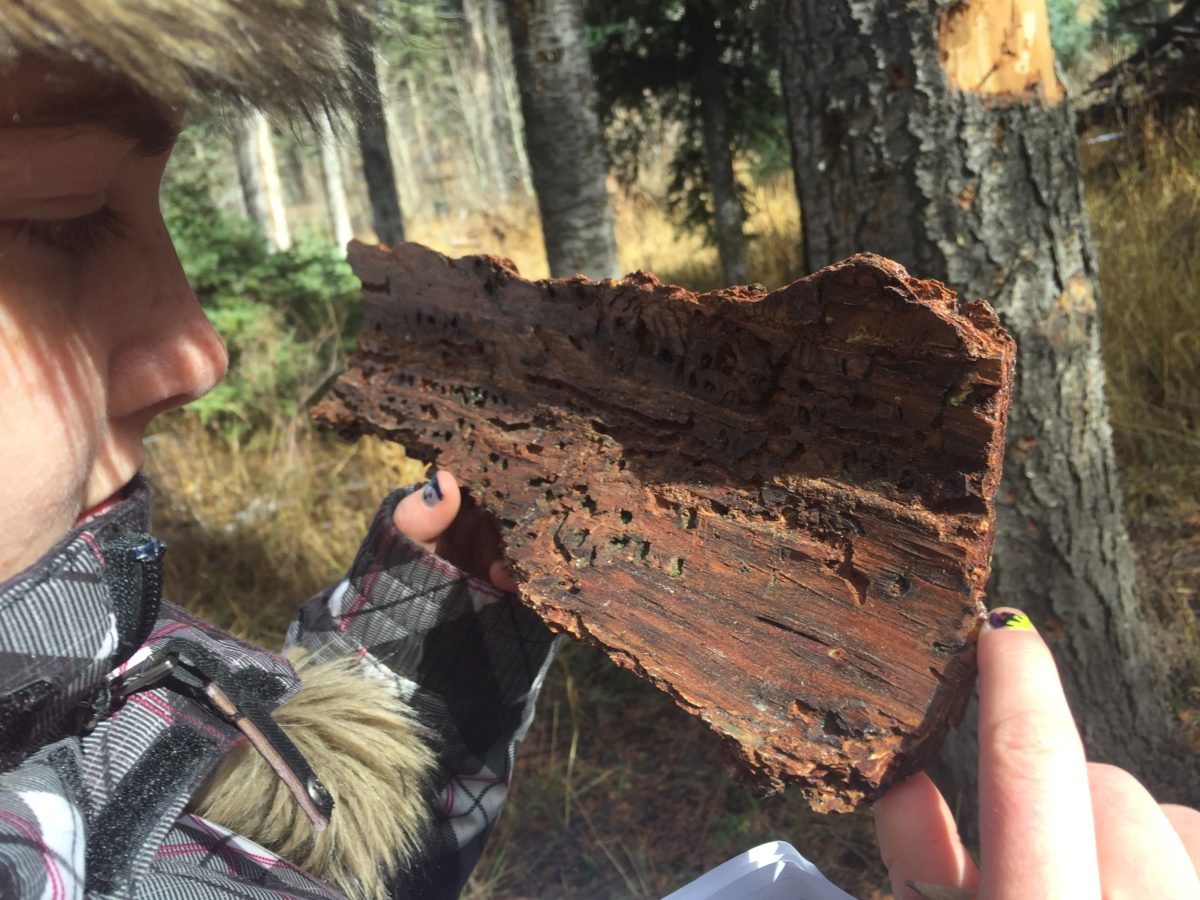 beetlekill SciStarter Blog